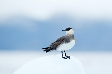 Arctic Skua, Stercorarius parasiticus, sitting on the stone with dark blue sea in background, Svalbard. Travelling in the Arctic sea. Marine bird siting on the ice glacier in the sea habitat.