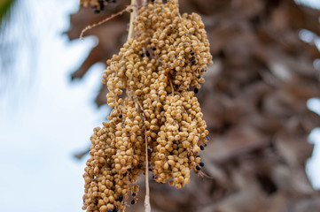 Naklejka premium Palm tree fruits hanging down