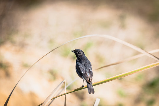 Pied Bushchat perched