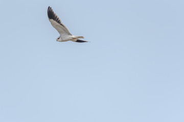 Fototapeta na wymiar Black shouldered kite a small raptor flying