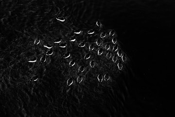 Bird colony in Alkefjellet. Brunnich's Guillemot, Uria lomvia, white birds with black heads sitting on orange stone, Svalbard, Norway. Beautiful rock with bird, Arctic wildlife.