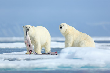 Obraz na płótnie Canvas Two polar bears with killed seal. White bear feeding on drift ice with snow, Manitoba, Canada. Bloody nature with big animals. Dangerous baer with carcass. Arctic wildlife, animal food behaviour.