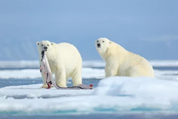 Zelfklevend Fotobehang Two polar bears with killed seal. White bear feeding on drift ice with snow, Manitoba, Canada. Bloody nature with big animals. Dangerous baer with carcass. Arctic wildlife, animal food behaviour. © ondrejprosicky