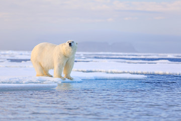 Naklejka na ściany i meble Two polar bears with killed seal. White bear feeding on drift ice with snow, Manitoba, Canada. Bloody nature with big animals. Dangerous baer with carcass. Arctic wildlife, animal food behaviour.