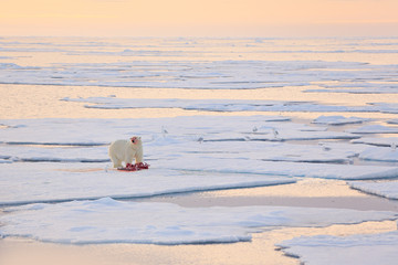 Dangerous bear sitting on the ice, beautiful blue sky. Polar bear on drift ice edge with snow and water in Norway sea. White animal in the nature habitat, Europe. Wildlife scene from nature. © ondrejprosicky