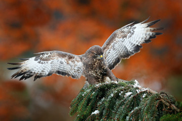 Autumn wildlife, bird of prey Common Buzzard, Buteo buteo, flight on coniferous spruce tree branch....