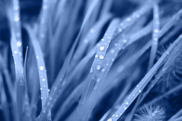 Beautifully blue grass with water drops after the summer rain. Color trend of 2020.