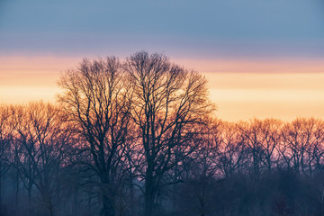 Fototapeta na wymiar Silhouette of winter trees under sunrise sky.