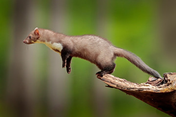 Jumping beech marten, small opportunistic predator, nature habitat. Stone marten, Martes foina, in...