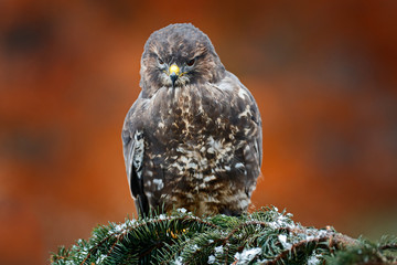 Hawk landing. Autumn wildlife, bird of prey Common Buzzard, Buteo buteo, flight on coniferous...