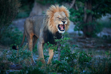 Mane lion with open muzzle with tooth. Portrait of pair of African lions, Panthera leo, detail of big animals, Okavango delta, Botswana, Africa. Cats in nature habitat. Lion in the forest habitat.