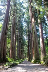 【日本】参道の杉並木