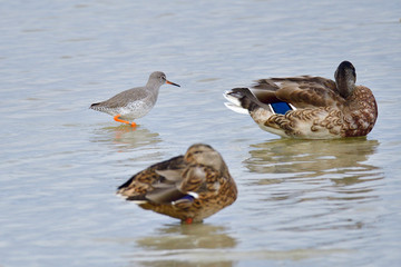 Rotschenkel an der Ostsee bei der Futtersuche