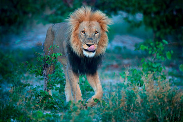 Mane lion with open muzzle with tooth. Portrait of pair of African lions, Panthera leo, detail of big animals, Okavango delta, Botswana, Africa. Cats in nature habitat. Lion in the forest habitat.
