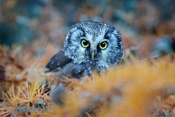 Owl hidden in the yellow larch tree. Bird with big yellow eyes. Boreal owl in the orange leave autumn forest in central Europe. Detail portrait of bird in the nature habitat, Sweden.
