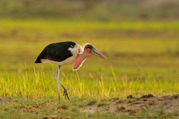 Marabou stork, Leptoptilos crumenifer, evening light, Okavango delta, Botswana in Africa. Wildlife, animal feeding behaviour in the wild nature. Birds sitting on the dead elephant. Evening sunset.