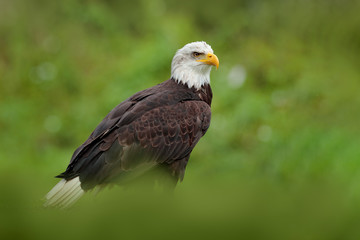 Bald Eagle, Haliaeetus leucocephalus, portrait of brown bird of prey with white head and yellow bill, symbol of freedom of the United States of America. Beautiful detail portrait.