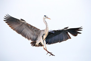 Bird flight. Grey Heron, Ardea cinerea, fly on the sky. Water bird in the forest lake in the nature habitat. Animal from Germany.