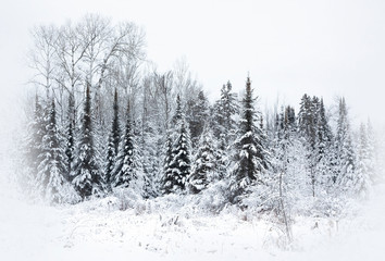 Trees in the forest covered with snow on a winter day in Canada