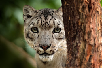 Fototapeta premium Face portrait of snow leopard with green vegation, Kashmir, India. Wildlife scene from Asia. Detail portrait of beautiful big cat snow leopard, Panthera uncia.