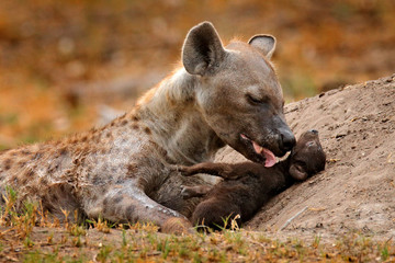 Jeune chiot hyène, soins maternels. Famille hyène, portrait de détail. Bébé hyène tachetée, Crocuta crocuta, animal en colère près du trou d& 39 eau, coucher de soleil du soir et petit. Animal cub nature, Okavango, Botswana