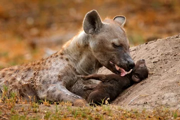 Foto op Plexiglas Jonge hyena pup, moeder zorg. Hyena familie, detail portret. Gevlekte hyena babe, Crocuta crocuta, boos dier bij de waterpoel, avondzonsondergang en welp. Dierenwelp natuur, Okavango, Botswana © ondrejprosicky