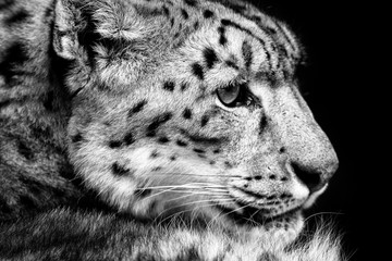 Face portrait of snow leopard with green vegation, Kashmir, India. Wildlife scene from Asia. Detail portrait of beautiful big cat snow leopard, Panthera uncia. © ondrejprosicky