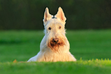 White dog, Scottish terrier on green grass lawn with white flowers in the background, Scotland,...