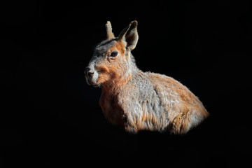 Cute animal with backlight. Kangaroo in dark forest, Australia, sunny day.
