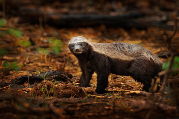 Honey badger, Mellivora capensis, also known as the ratel, in the dark forest habitatr. Black and...