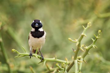 Cape sparrow, Passer melanurus, or mossie, on the thorny branch with bird, black beak. Undetermine bird from Africa, Namibia. - obrazy, fototapety, plakaty
