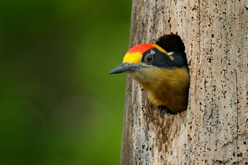 Bird in the tree nest hole, detail portrait. Golden-naped woodpecker, Melanerpes chrysauchen, sitting on tree trink with nesting hole, black and red bird in nature habitat, Corcovado, Costa Rica.