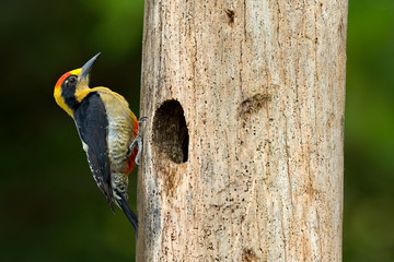 Golden-naped woodpecker, Melanerpes chrysauchen, sitting on tree trink with nesting hole, black and red bird in nature habitat, Corcovado, Costa Rica. Birdwatching, South America. Bird in the green.