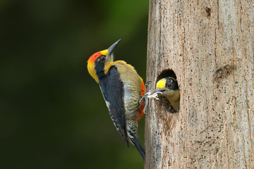 Golden-naped woodpecker, Melanerpes chrysauchen, sitting on tree trink with nesting hole, black and red bird in nature habitat, Corcovado, Costa Rica. Birdwatching, South America. Bird in the green.