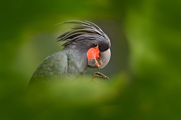 Detail portrait of dark parrot, green forest habitat.  Palm cockatoo, Probosciger aterrimus, talon in the bill, New Guinea. Head of big grey bird. Wildlife scene from New Guinea.