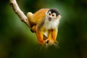 Cute animal. Wildlife Costa Rica. Squirrel monkey, sitting on the tree trunk with green leaves, Corcovado NP, Costa Rica.