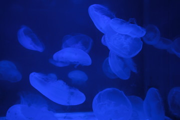 クラゲ jellyfish 2