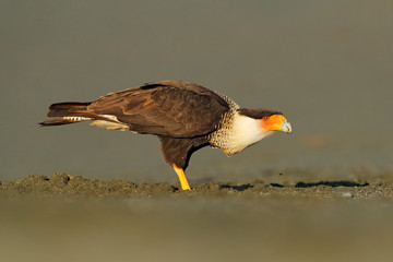Caracara, sitting on sand beach, Corcovado NP, Costa Rica. Southern Caracara plancus, in morning light. Bird of prey eating turtle eggs. Wildlife scene from nature, Central America. Sea beach.