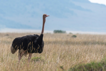 A male ostrich feeding in the high grasses inside Masai Mara National Reserve during a wildlife safari
