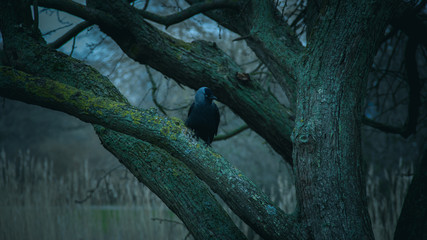 A wester jackdaw sitting lonely on a tree branch during a cold winter day at dusk in a park in Malmö, Sweden