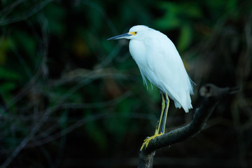 White birds on the tree. White herons flying above water surface in the green tropic forest. Birdwatching in the Trinidad wildlife. Travelling in the Caribbean.