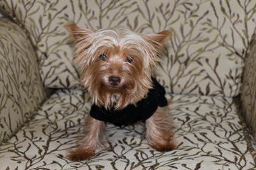 Yorkshire Terrier