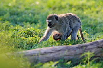 Monkey - mother with young babe. Wildlife scene from nature. Monkey in green. Vervet monkey, Chlorocebus pygerythrus, portrait of grey and black face animal in the nature habitat, Okavango, Botswana.