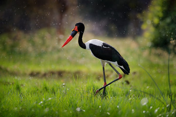 Saddle-billed stork, or saddlebill, Ephippiorhynchus senegalensis, in the nature habitat. Bird in the green grass during rain, Okavango delta, Botswana in Africa. Wildlife scene from nature