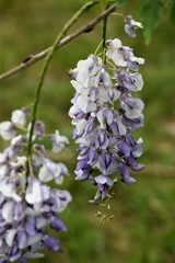 branch of white and purple flowers