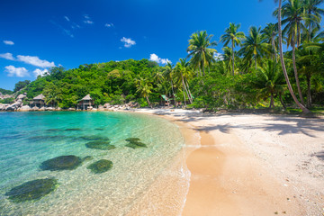 beach and coconut palm trees. Koh Tao, Thailand
