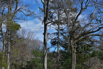 Fototapeta premium trees in the forest