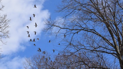 birds flying over branches of a tree