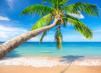 beach and coconut palm tree. Koh Tao, Thailand