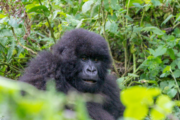 Young Gorilla in the wild, Volcanoes National Park, Rwanda